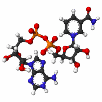 β-Nicotinamide Adenine Dinucleotide (NAD+) - Image 3